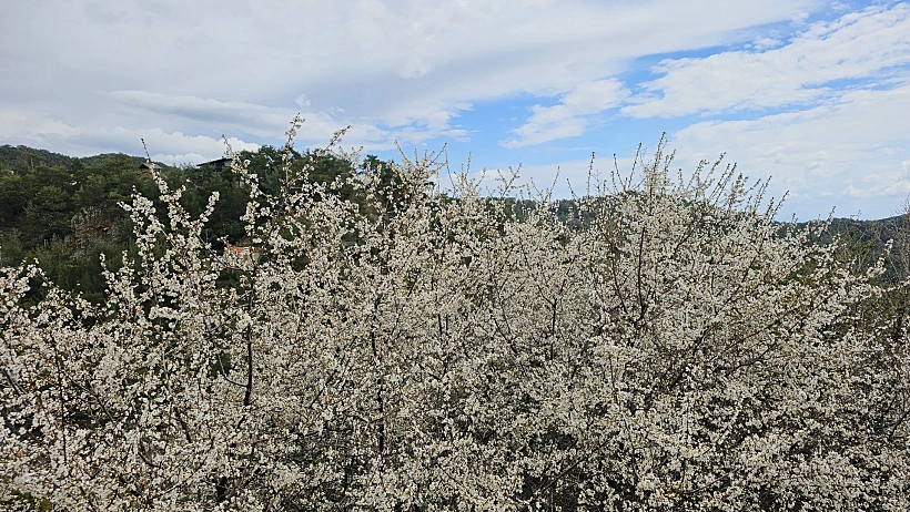 פריחת שקדיות ונשירים בטבע בהרי הטרודוס