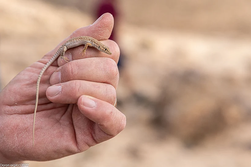 ביו בליץ נחל כידוד