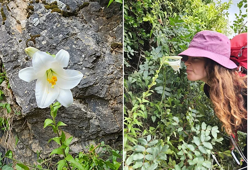 השושן הצחור