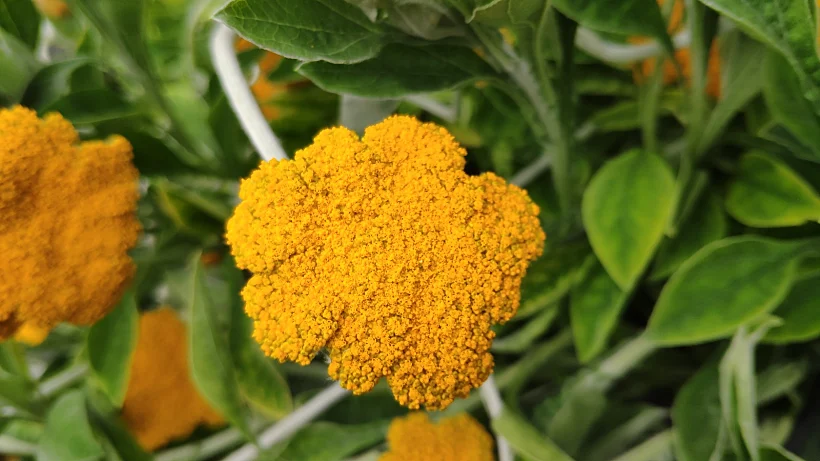 המטריה הצמרירית פורחת בחממות מכון ויצמן למדע. קרובת משפחה של חסה ודם המכבים.