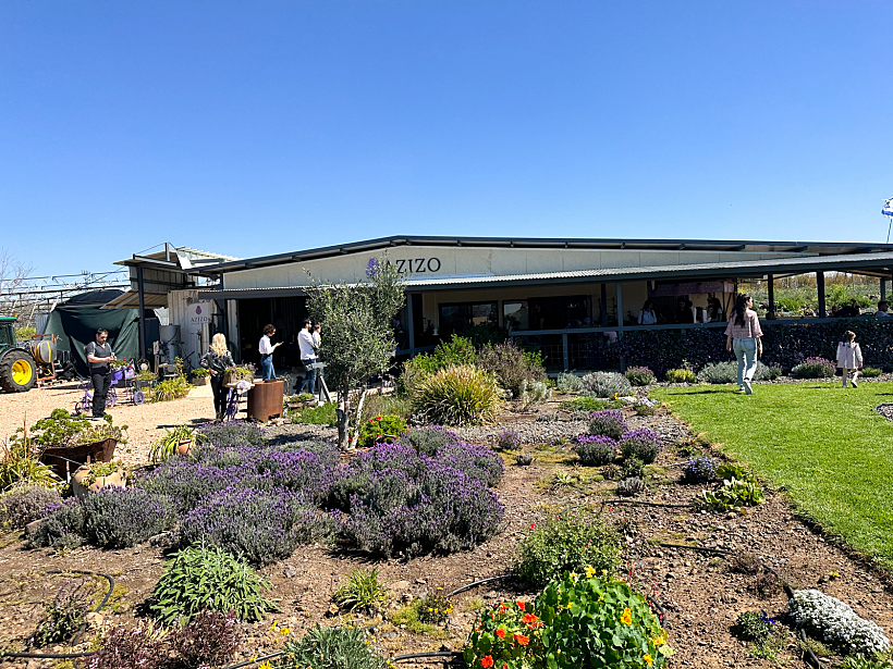 לבנדר בעזיזו