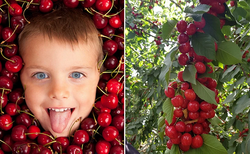 קטיף דובדבנים בכפר עציון