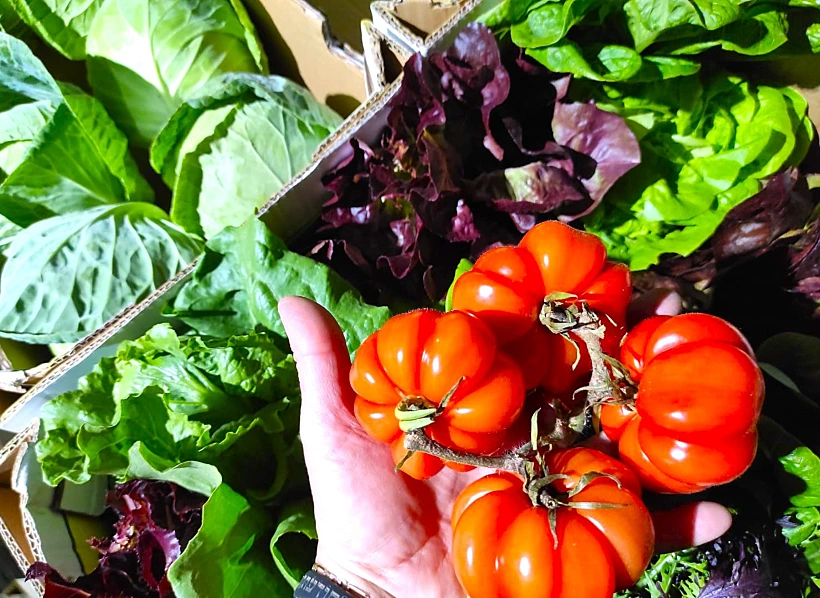 שוק אורגני בעין יהב