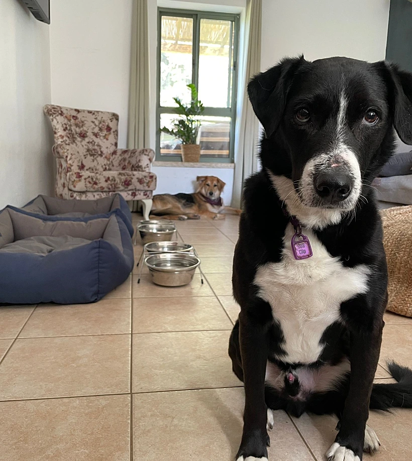 שון מחפש מלון - החדרים בסלינה פרוד