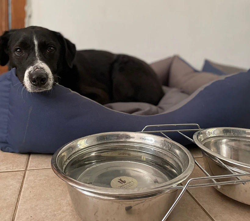 שון מחפש מלון - החדרים בסלינה פרוד מאובזרים במיטה וסט קערות מים ואוכל לכלבים