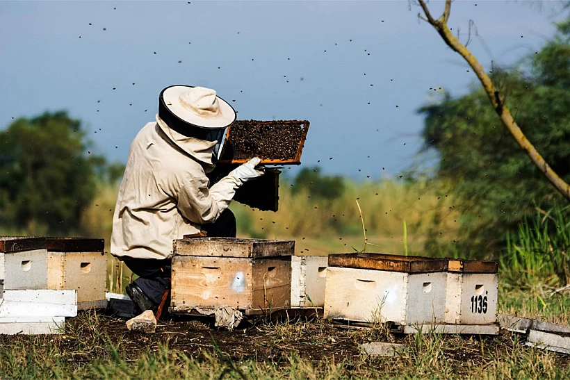 מכוורת הכל דבש