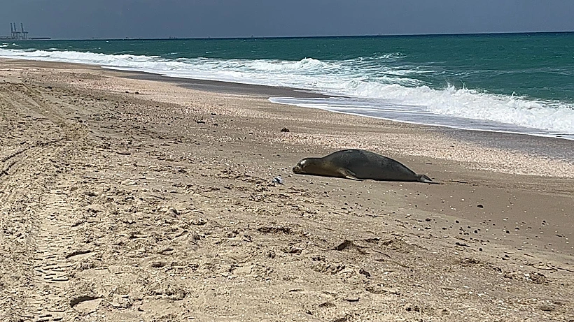 יוליה כלבת הים