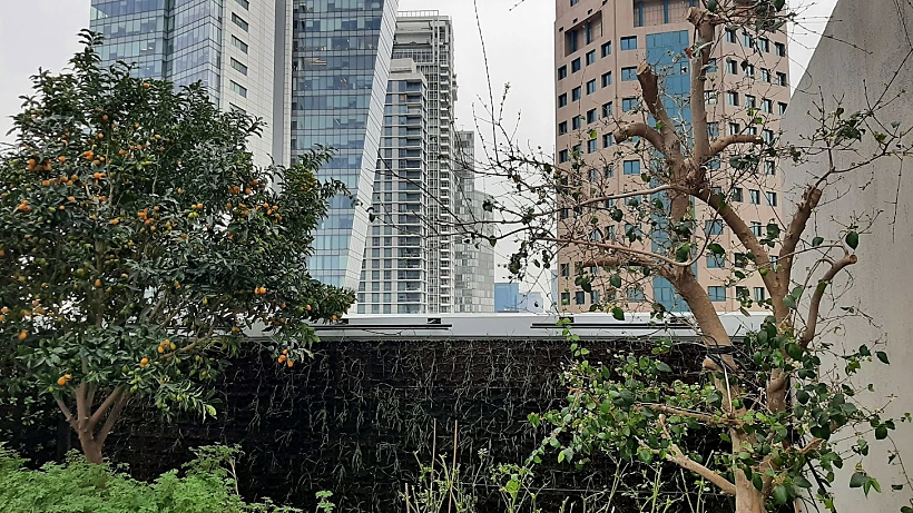 חווה חקלאית ורטיקלית - אסיף