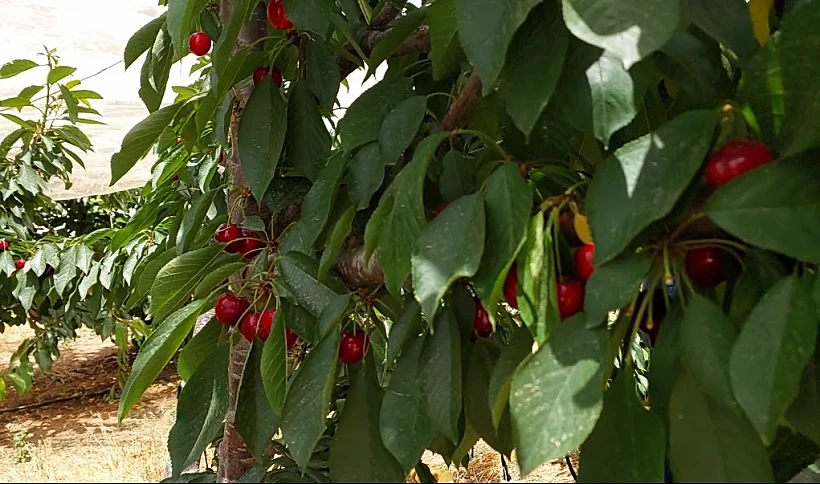 מטע דובדבן מעון