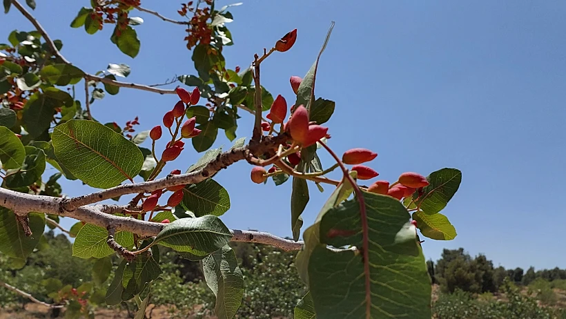 עצי פיסטוק יתיר