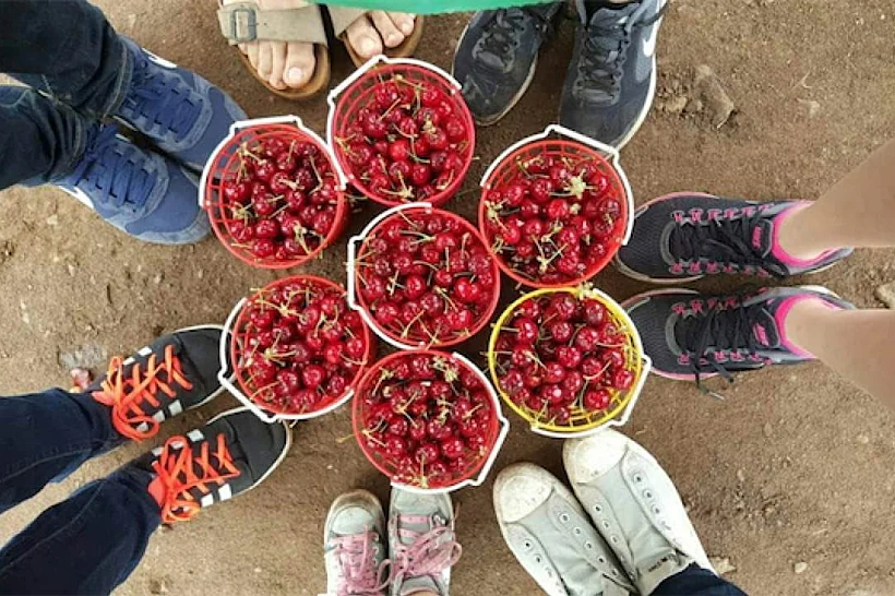 דובדבנים מהגולן