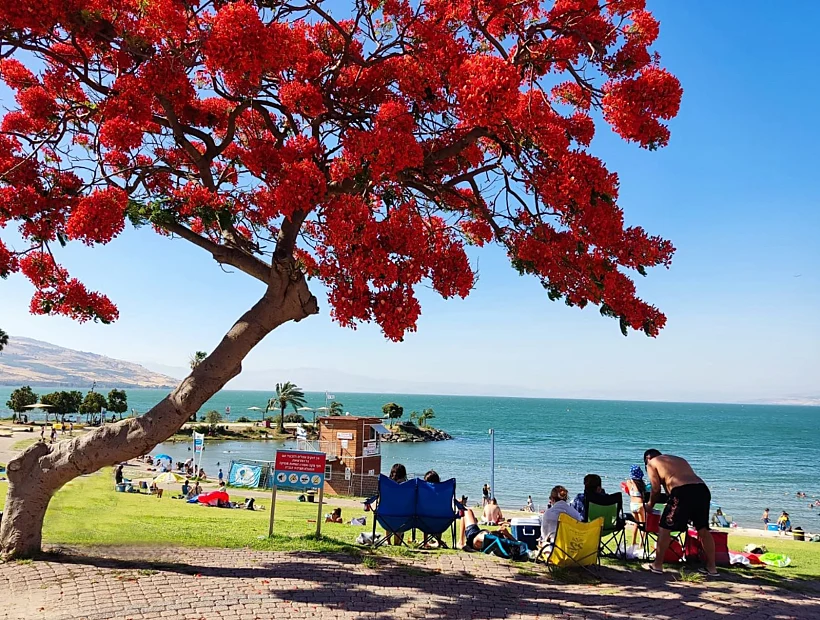 חוף צמח המחודש