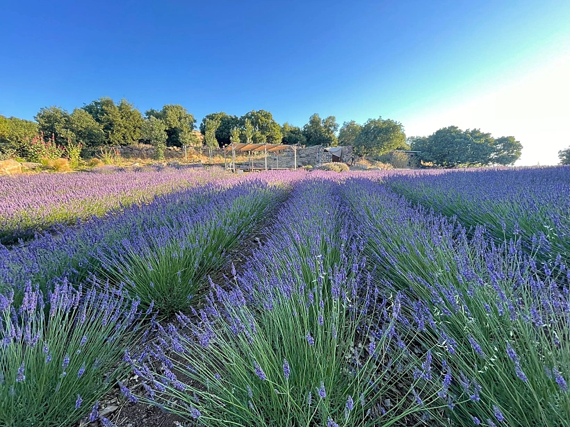 חוות שדה עין זיוון