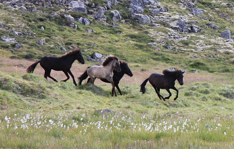 סוסים איסלנדיים