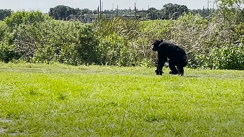 מרגישה דשא בפעם הראשונה