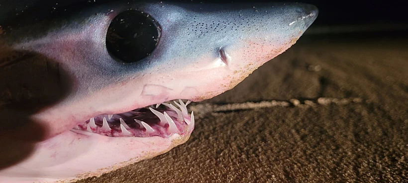 העמלץ הכחול שנמצא מת בחוף מעיין צבי