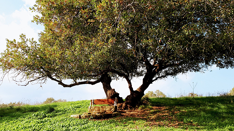 שביל אילן – האלון הגדול