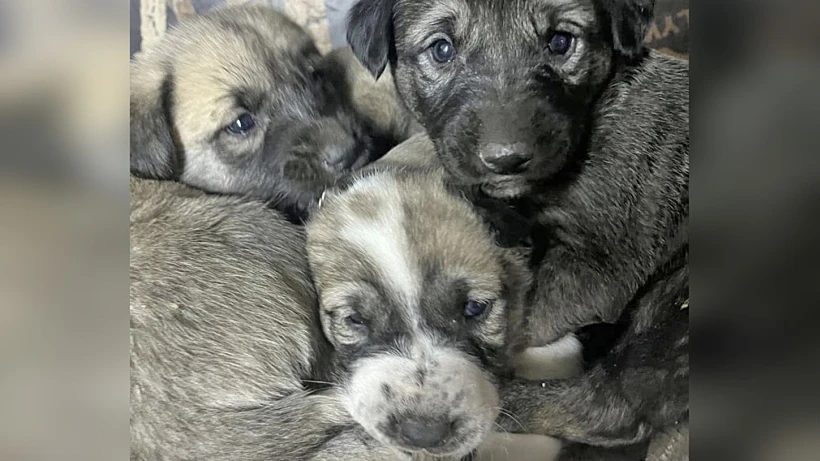 הגורים שניצלו