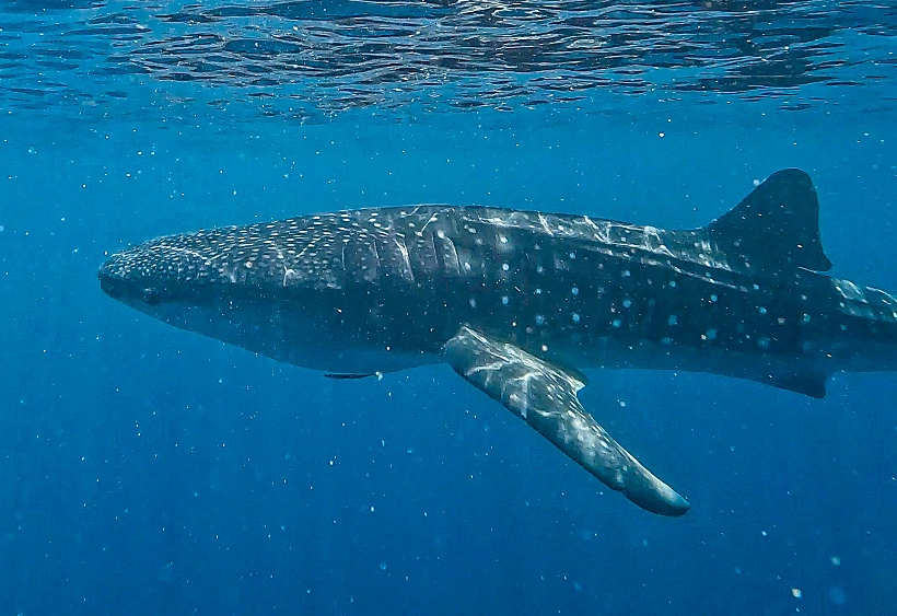 כריש לוויתן