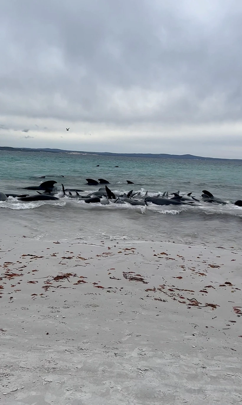 הלויתנים שנתקעו בחוף באוסטרליה