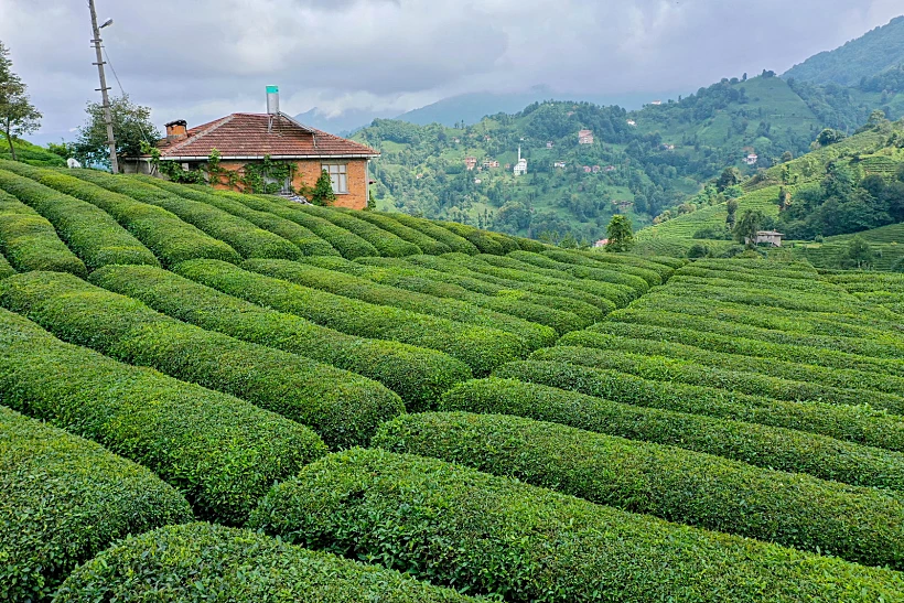 הרמות הירוקות של רייז טורקיה