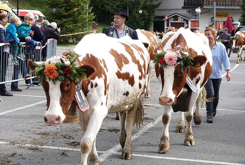 פרות בשוויץ