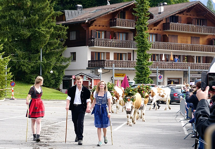 פרות בשוויץ