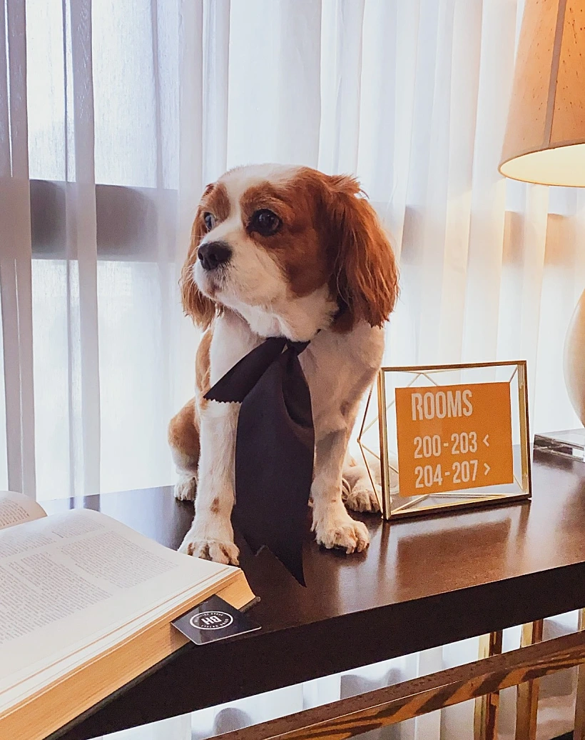 A Dog Brown Beach House Tlv.