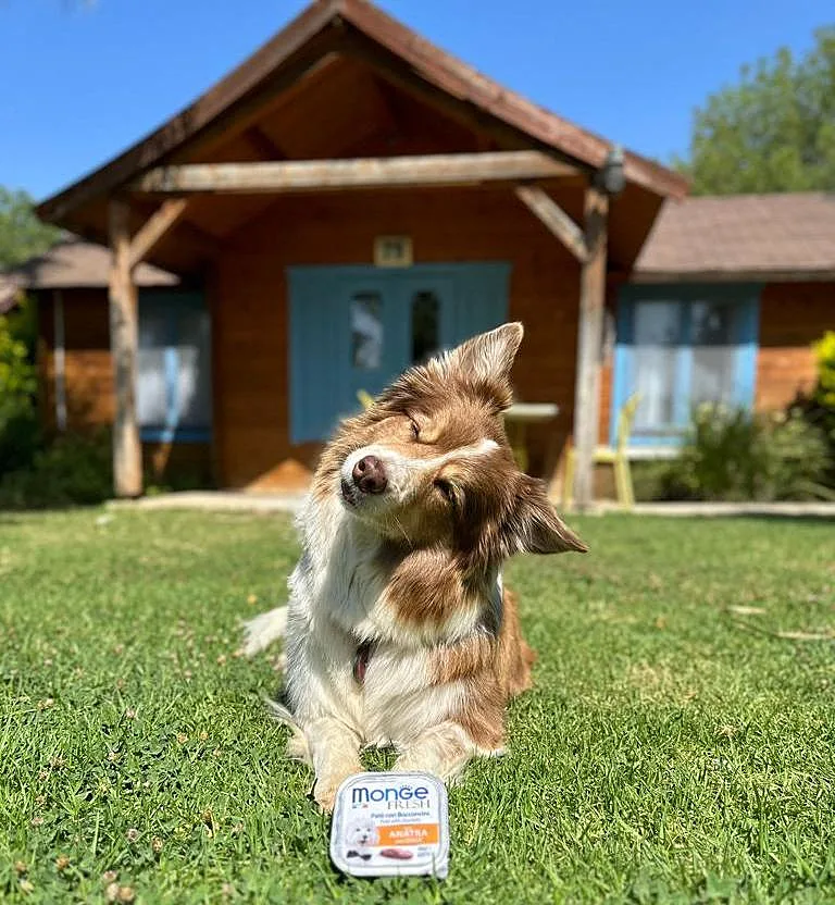זיגי הכלבה במדשאה של מלונות מטיילים