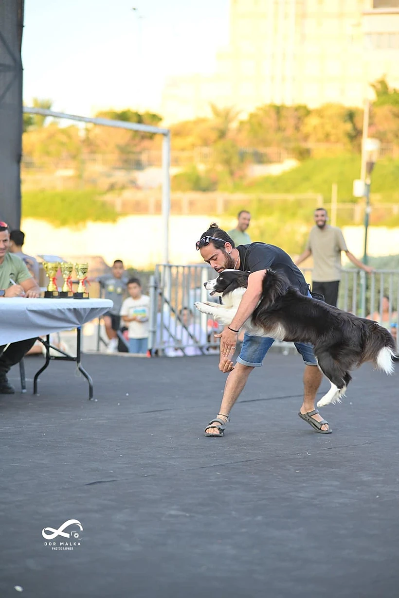 תחרות אילוף הכלבים