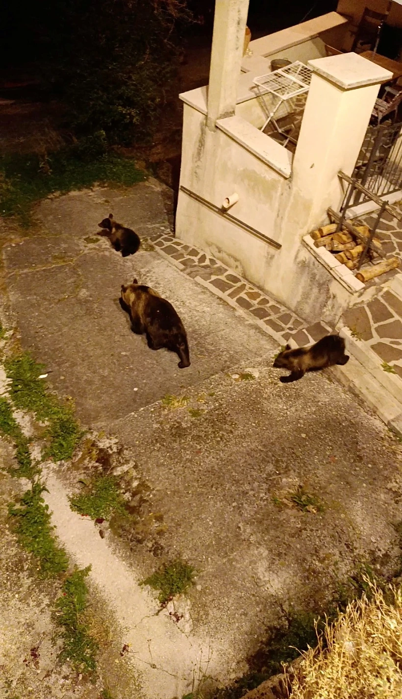 אמרנה עם גוריה