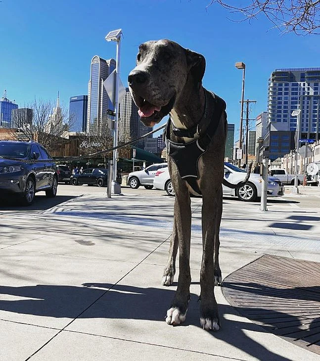 זאוס, כלב דני ענק, שיאי גינס