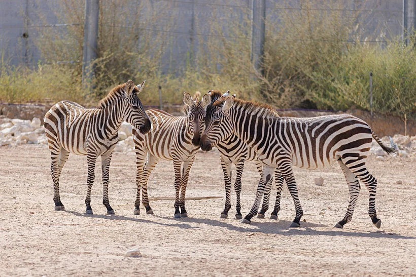 מדבריום פארק החיות בבאר שבע