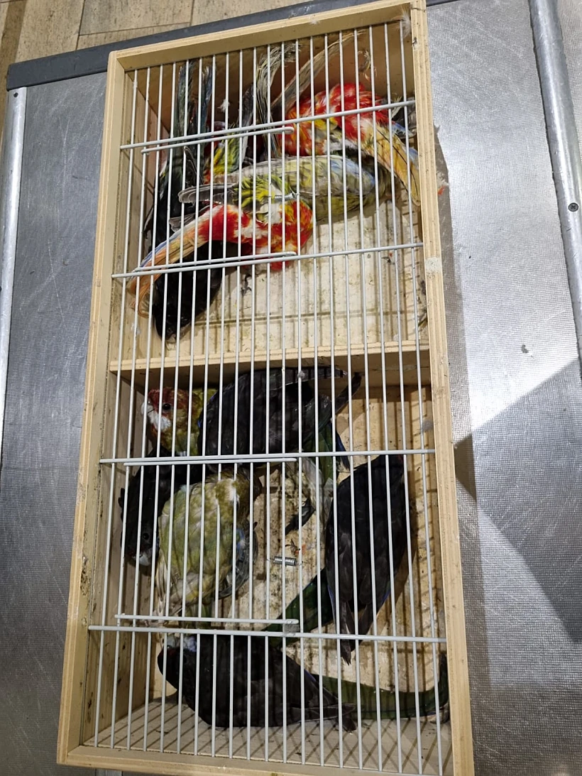 הציפורים שהוברחו