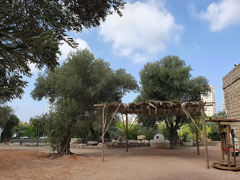 סוכות במוזא