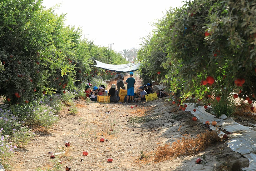 פעילות רימונים בפני שדות
