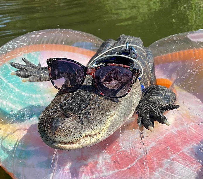 Wallygatornjoie