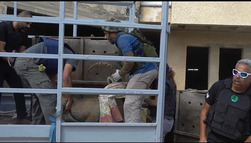 חילוץ בעלי החיים מהצפון