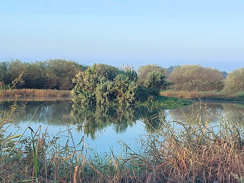 אגמון חפר