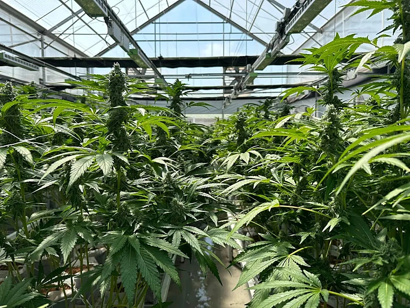 "הרבה מאוד חברות נרתמו לתת קנאביס חינם לכל המטופלים"