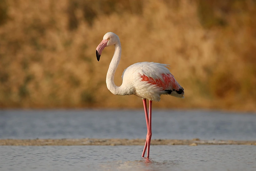 פלמינגו בפארק הצפרות באילת