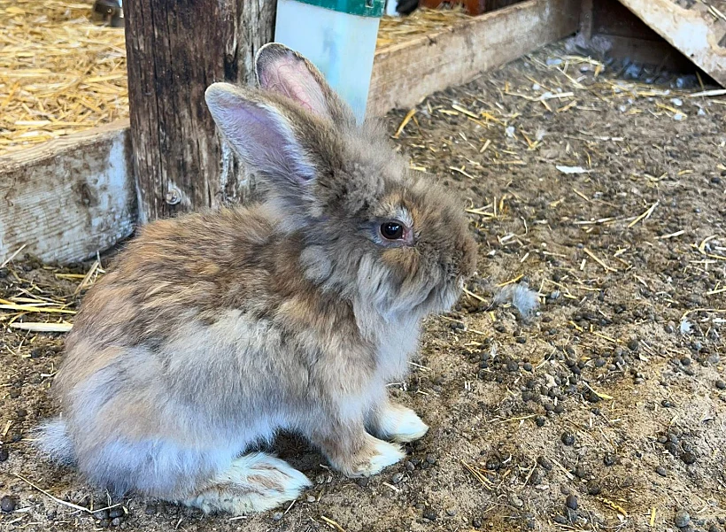 ארנבונים מהעוטף בביתם החדש בבית לחם הגלילית