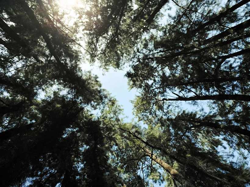 מעגל הקזוארינות ביער אילנות