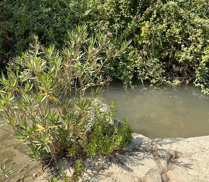 מעיין אחד בשבוע – עין אלון בכרמל