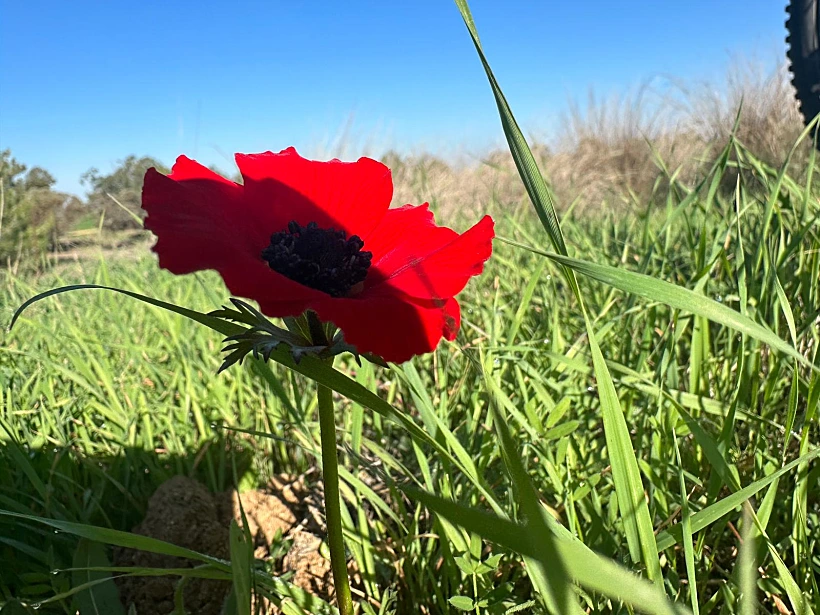 כלנית ראשונה ביער ניר משה