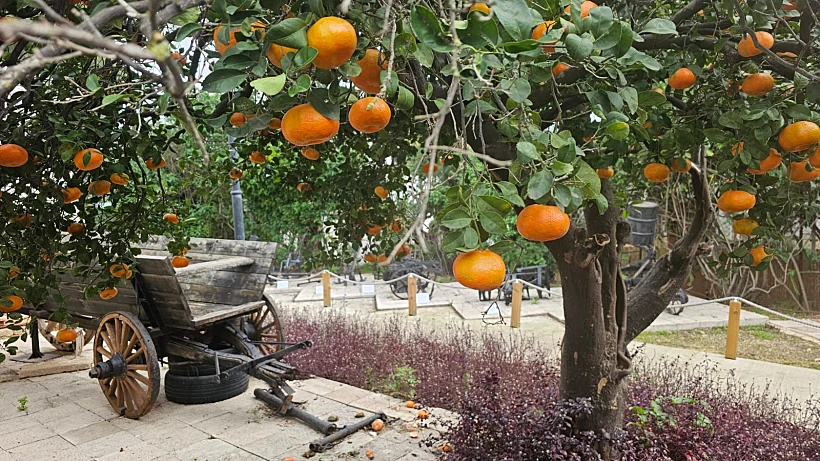 קפה דאז בנימינה