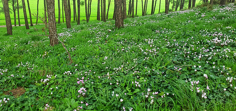 גבעת הרקפות בגלעד רמות מנשה