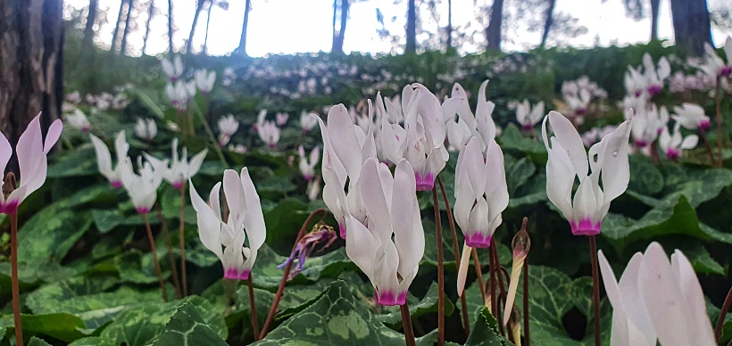 גבעת הרקפות בגלעד רמות מנשה