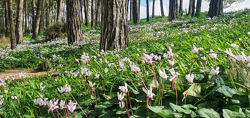 גבעת הרקפות בגלעד רמות מנשה