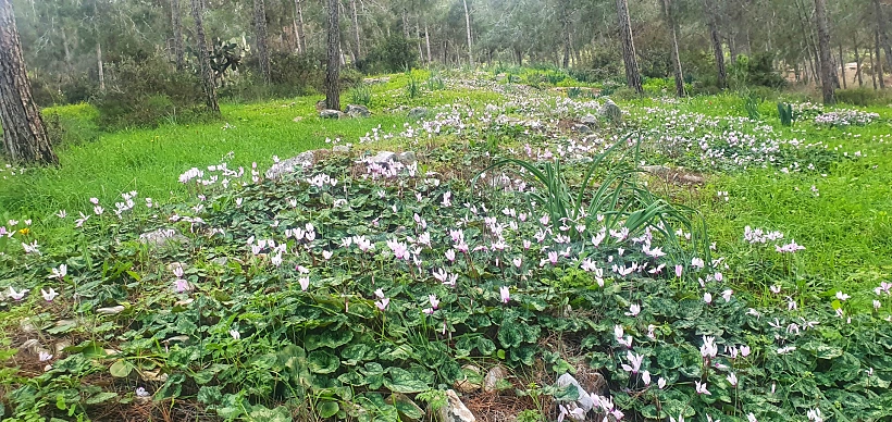 רקפות ביער לביא